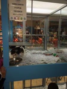 Pet Shop Chatswood - shredded paper recycling