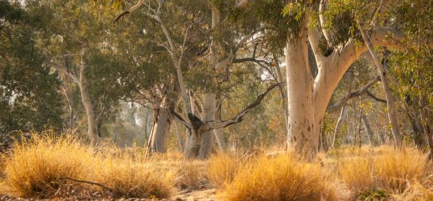 EC Sustainable supports Australian Biodiverse Reforestation Carbon Offsets in the Yarra Yarra Biodiversity Corridor